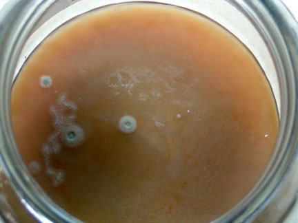 kombucha is contaminated